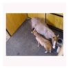 Humane brand page
		Rubber Interlocking Horse Stall Mat, 11' 10" x 11' 10 1/4" x 3/4"