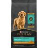 Purina Pro Plan
				Savor Shredded Blend Chicken & Rice Puppy Food